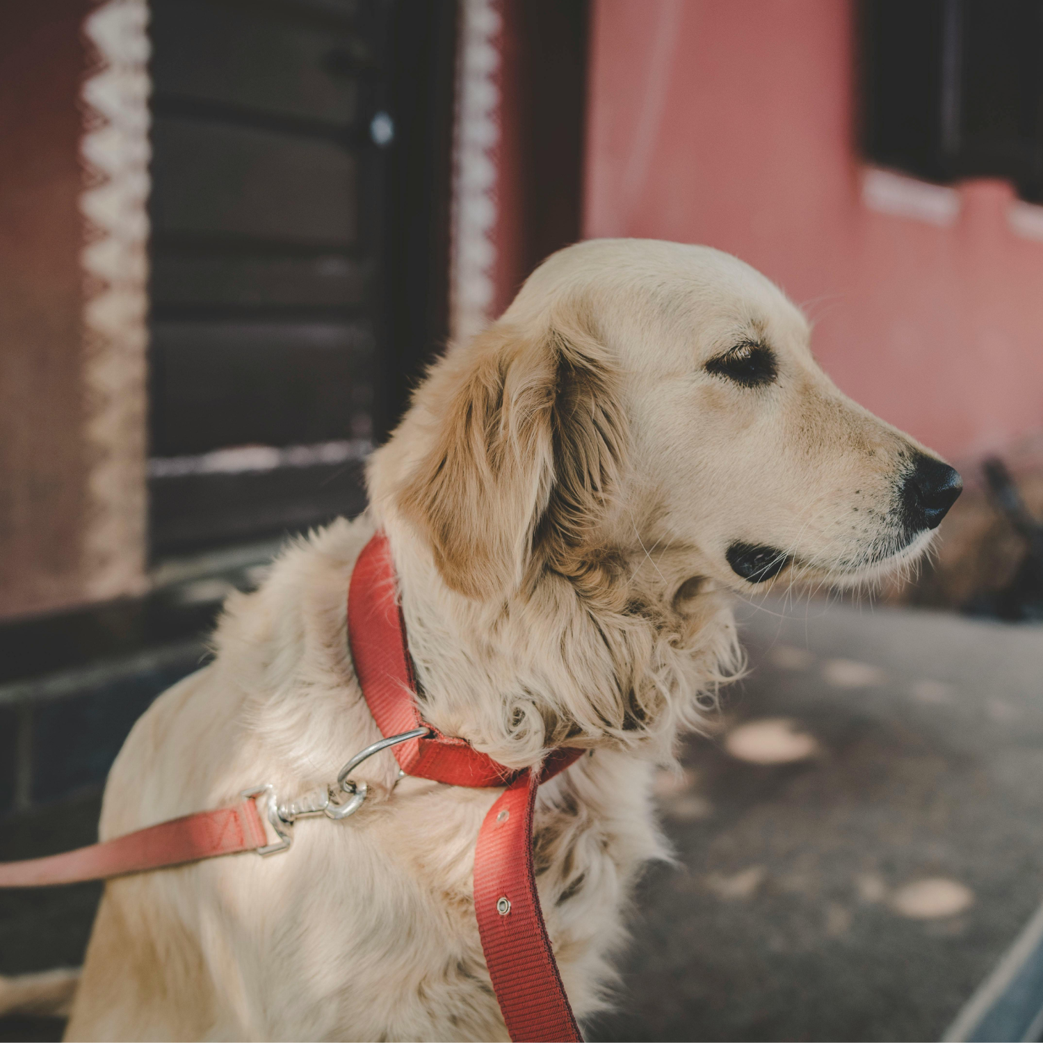 Pet Collar