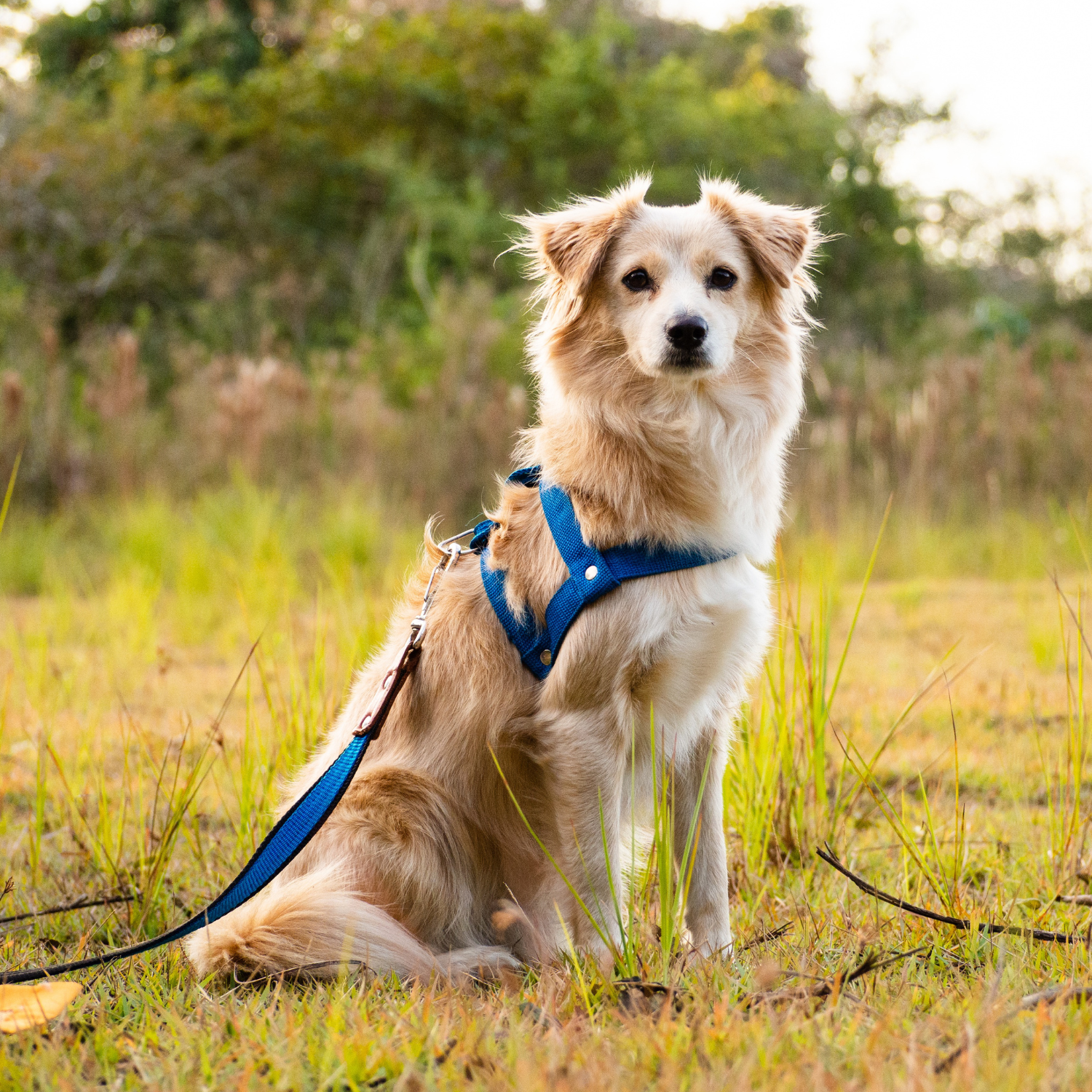 Pet Harness